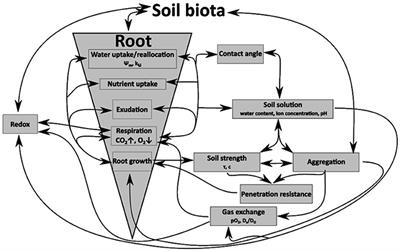 Impact of Small-Scaled Differences in Micro-Aggregation on Physico-Chemical Parameters of Macroscopic Biopore Walls